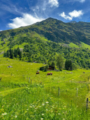 Cows Grazing Among the French Alpine landscape in the Summertime 
