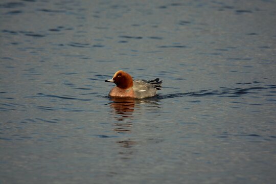 ducks in the water - Powered by Adobe