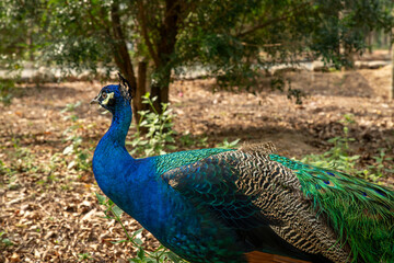 Obraz premium peacock in the park