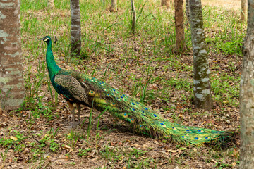 Naklejka premium peacock in the park