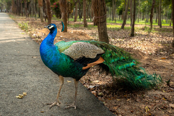 Obraz premium peacock in the park