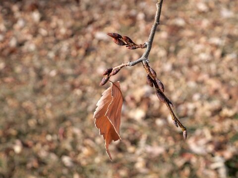 Late-Autumn Buds and a Single Remaining Leaf on Homestead Elm (Ulmus 'Homestead') in Colorado