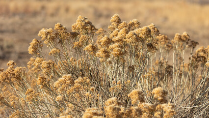 lyons colorado native plants rubber rabbitbrush