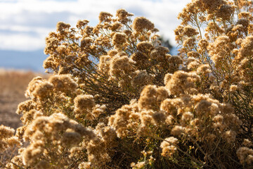 This hardy shrub displays fuzzy gray-green stems and threadlike leaves in the Rocky Mountains.