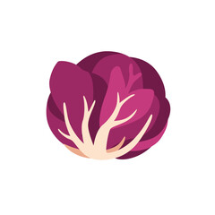 Fresh purple radicchio chicory salad vegetable, isolated flat style vector illustration