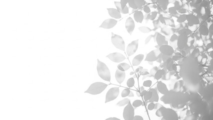 Shadow of tree leaf and branch cast onto a bright white surface creating a beautiful natural abstract pattern with copy space on the left side for design overlay