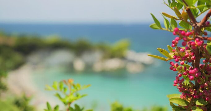 Close-up foreground with mastic branch with red fruits (Pistacia lentiscus), focus swift to background Mediterranean beach of Kalamia in Kefalonia, Greece