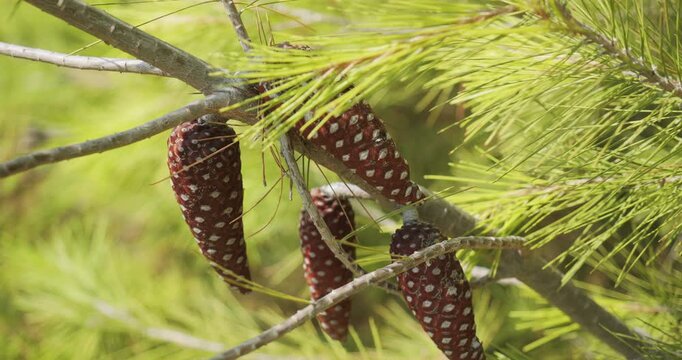 Mediterranean stone pine tree (Pinus pinea) cones