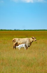Cow nursing calf in open grassland
