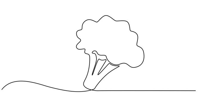 Animated self drawing of   Vector illustration of broccoli with one line, Continuous single drawn one line broccoli vegetables hand-drawn picture silhouette.