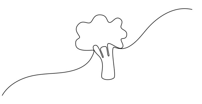 Animated self drawing of   Vector illustration of broccoli with one line, Continuous single drawn one line broccoli vegetables hand-drawn picture silhouette.