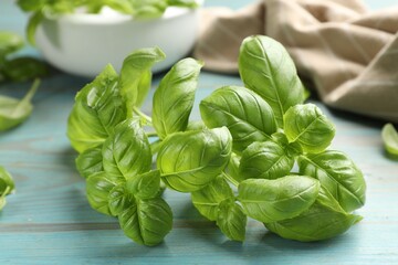 Obraz premium Fresh basil leaves on light blue wooden table, closeup