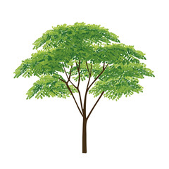 Modern flat 2D vector illustration of Moringa Tree, clean and minimal design, isolated on white background.