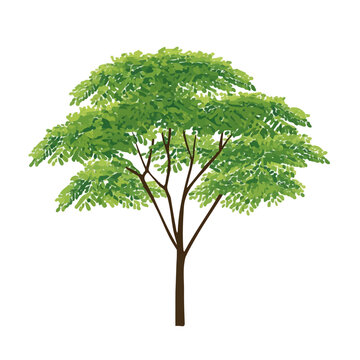 Modern flat 2D vector illustration of Moringa Tree, clean and minimal design, isolated on white background.