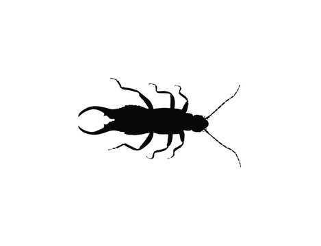 A black silhouette of an earwig insect with prominent pincers on its abdomen and long antennae, isolated on a white background.