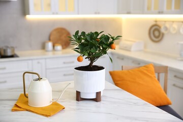 Potted tangerine tree and watering can on white marble table in kitchen