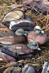 Waterfowl hunting in North Dakota 