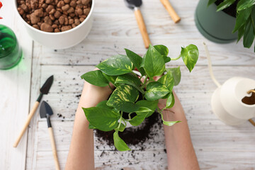 Woman transplanting houseplant into pot at white wooden table, top view