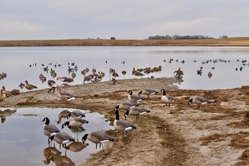 Waterfowl hunting in North Dakota 