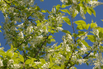Traubenkirsche, Gewöhnliche Traubenkirsche,  Prunus padus L.