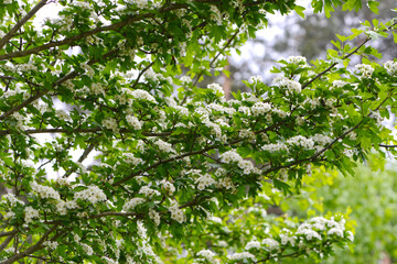 Weißdorn, Eingriffliger, Crategus monogyna