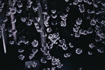 White Blossoms at Night. Illuminated Cherry Flowers on Dark Background, Atmospheric Floral Night Photography, Soft Blooming Branches in Low Light
