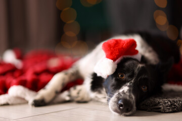 Cute dog in Santa hat at home, space for text. Christmas atmosphere