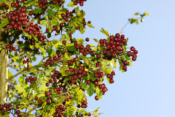 Weißdorn, Eingriffliger, Crategus monogyna