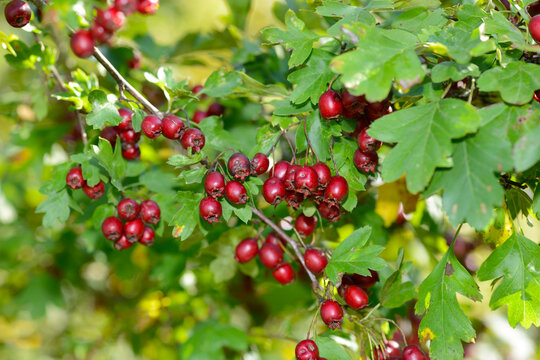 Wei&szlig;dorn, Eingriffliger, Crategus monogyna