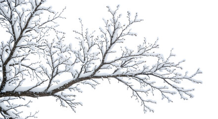 Snow covered tree branch against a dark sky in winter