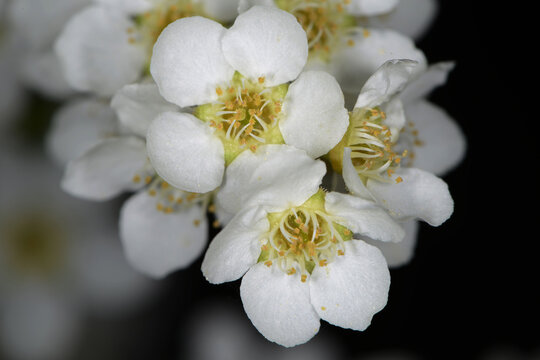 Traubenkirsche, Gew&ouml;hnliche Traubenkirsche,  Prunus padus L.