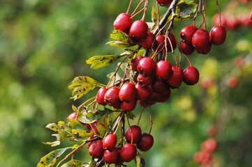 Weißdorn, Eingriffliger, Crategus monogyna