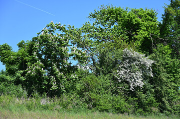 Weißdorn, Eingriffliger, Crategus monogyna