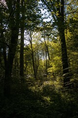 Fototapeta premium Sunlight Filters Through Trees in Dense Forest Setting During Calm Daytime
