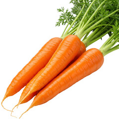 Three fresh, dewy, vibrant orange carrots with crisp green leafy tops, long and tapered, on a transparent background with copy space, healthy eating concept.