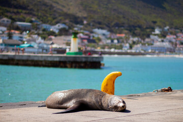 sea lion lying on the harbour cement