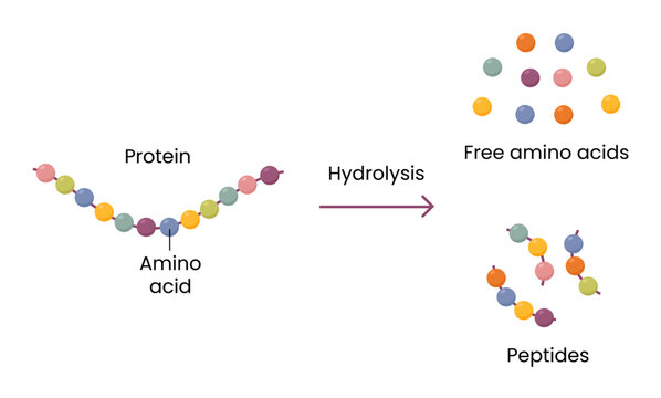 Vector illustration of proteins are digested by hydrolysis with the enzyme protease.