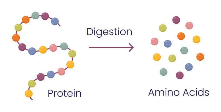 Vector illustration of protein digestion. Protease enzyme effect on protein molecule	