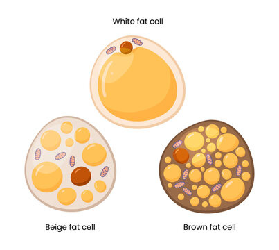 Vector set depicting brown, beige, and white fat cells. Illustration representing adipose tissue.