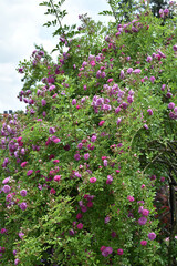 Rose, Rosa, Ramblerrose, Veilchenblau