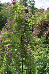 Rose, Rosa, Ramblerrose, Veilchenblau