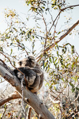 Fototapeta premium Koala - Great Ocean Road, Australia
