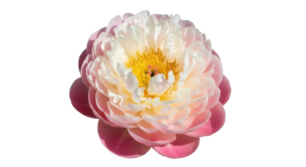 Beautiful peony flower isolated PNG on transparent background, delicate pink and white petals with yellow center for floral design projects