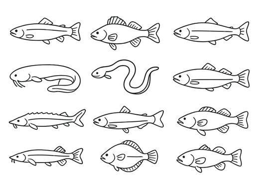 Aquatic Species Icons. Line style icons of aquatic species: trout, perch, carp, salmon; catfish, eel, herring, cod; sturgeon, pike