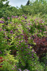 Obraz premium Rose, Rosa, Ramblerrose, Veilchenblau