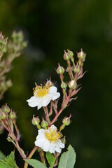 Rose,  Wildrose, B&uuml;schel-Rose, Rosa multiflora
