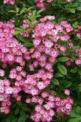 Rose, Rosa, Strauchrose, Mozart