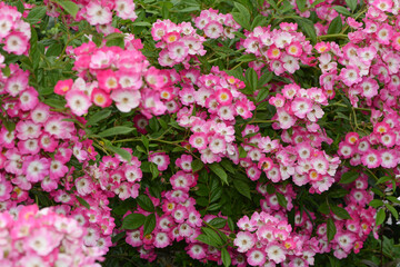 Rose, Rosa, Strauchrose, Mozart