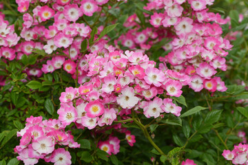 Rose, Rosa, Strauchrose, Mozart