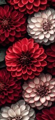Wall of red and white chrysanthemums suitable for mobile wallpaper design, vibrant floral pattern with natural beauty.